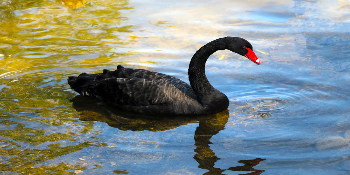 cigno nero